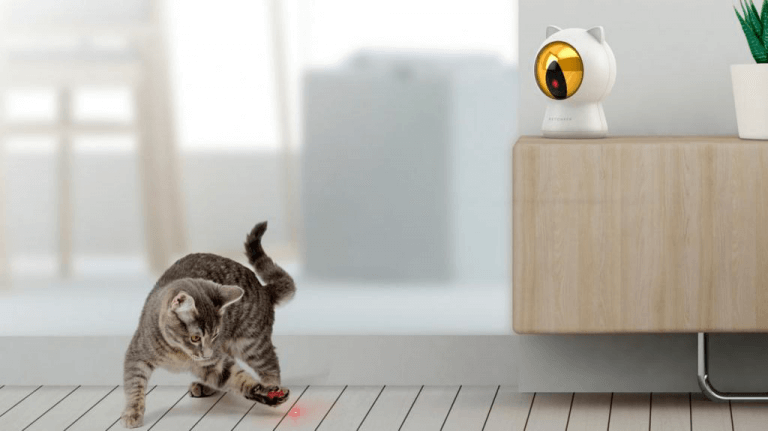 Кот играет с лазерной указкой