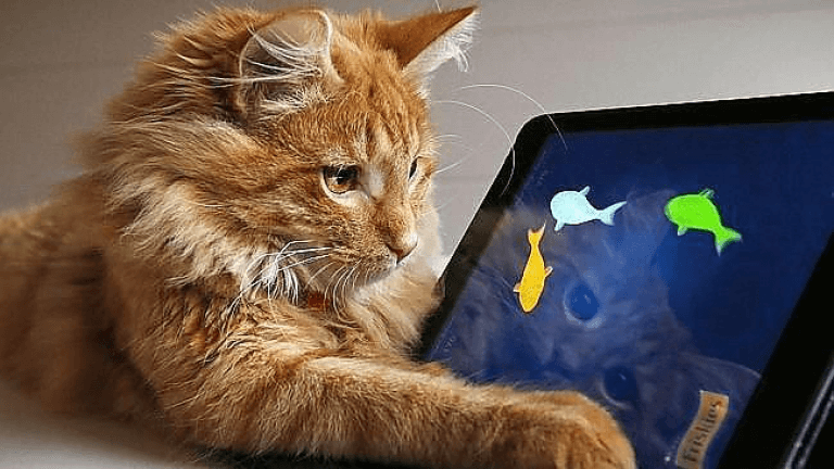 Кот ловит рыбок на экране планшета