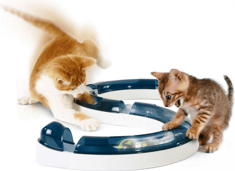 Коты с игровой дорожкой