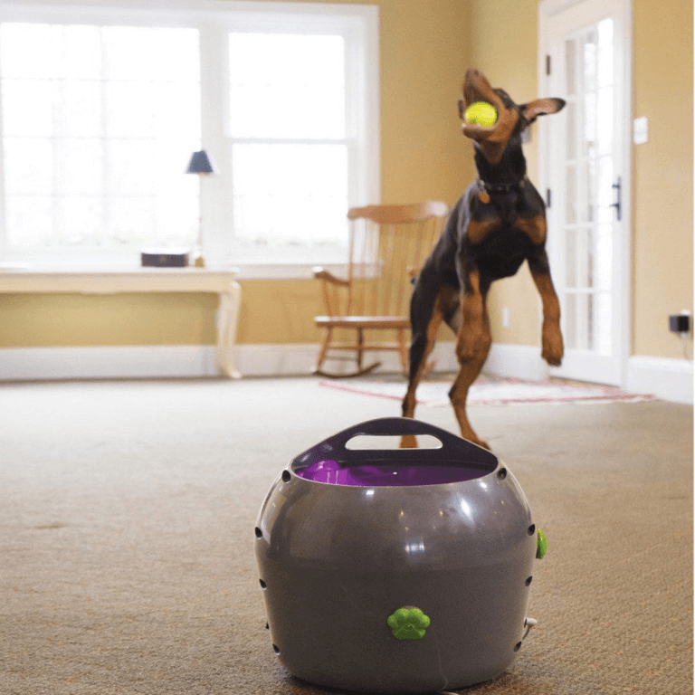 Собака ловит мячики с автоматического устройства