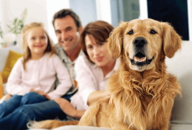 Мама, папа, дочка и собака