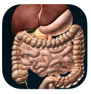 Organs 3D - учебник анатомии в 3D
